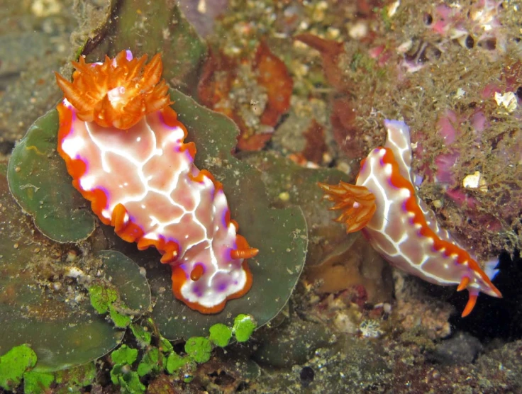 two strange white and orange fish in an aquarium