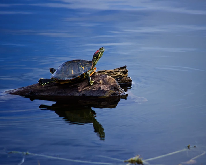 an orange and green turtle is on top of the log