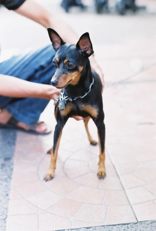 small black and brown dog getting leashed at leash