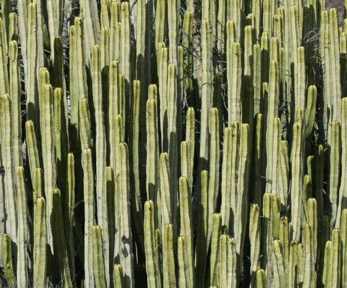 the large group of cactus has been very long and thin