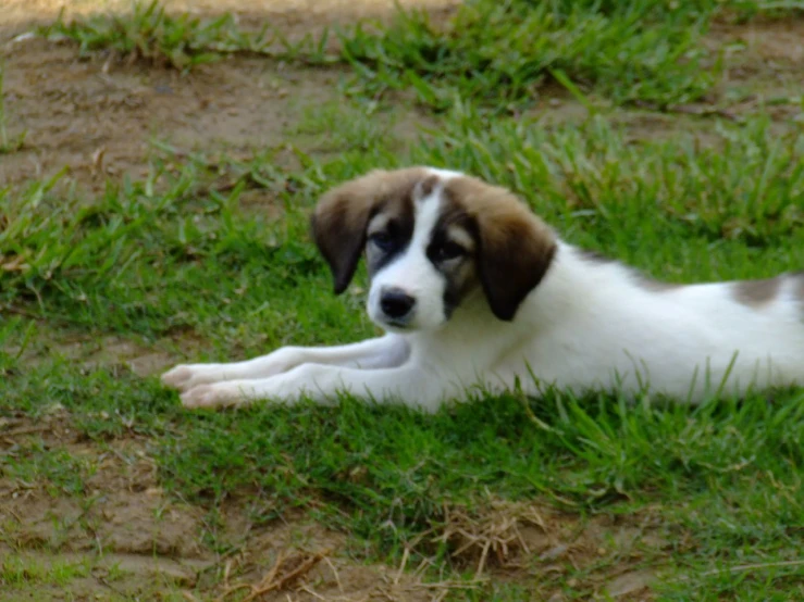 a puppy lays on the grass and stares to its left