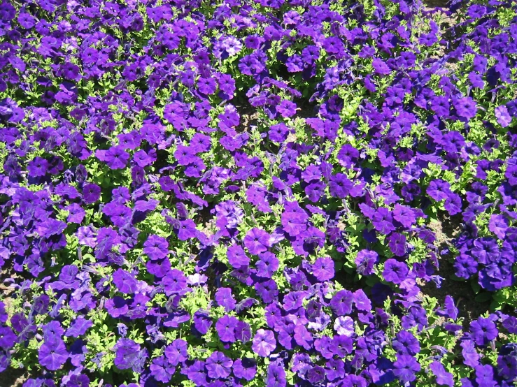 purple flowers are arranged on top of each other