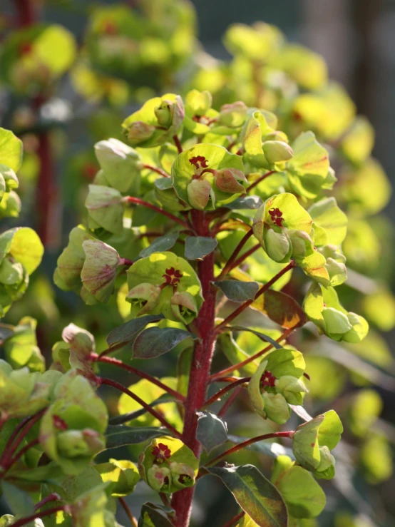 there is a closeup image of the flowers in the bush