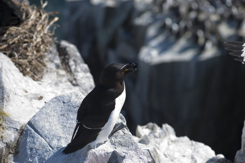 a black and white bird on some rocks