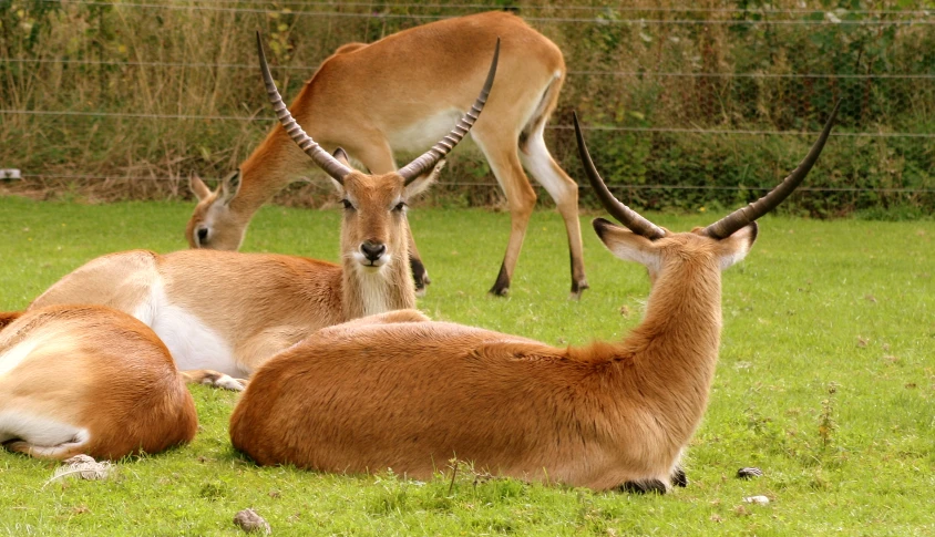 there are three deer that is laying down in the grass