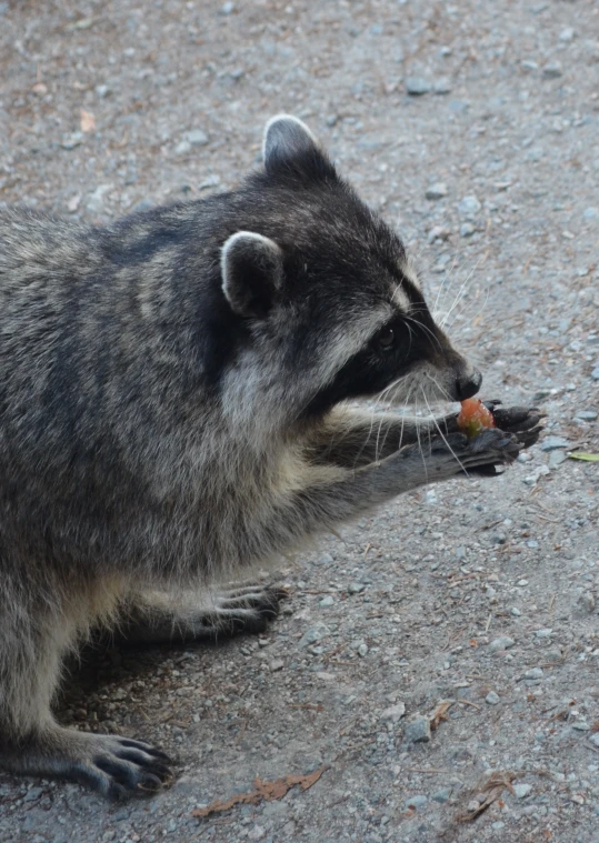 a small rac eating an orange carrot