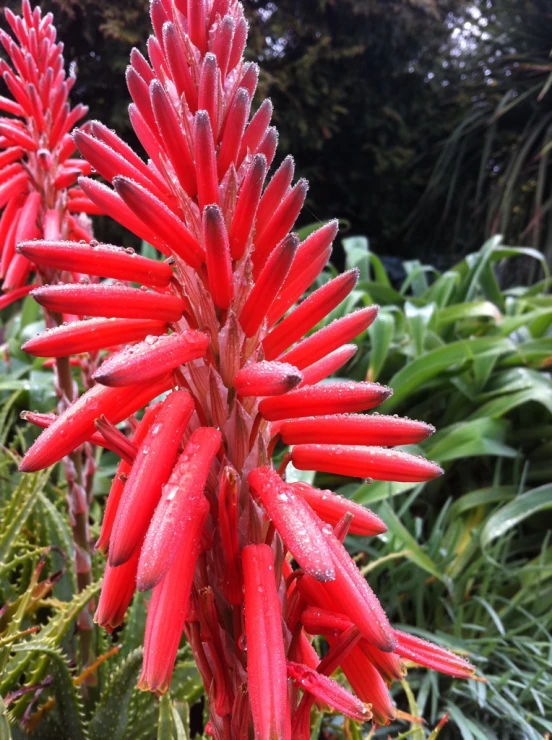 a big red flower with water droplets on it