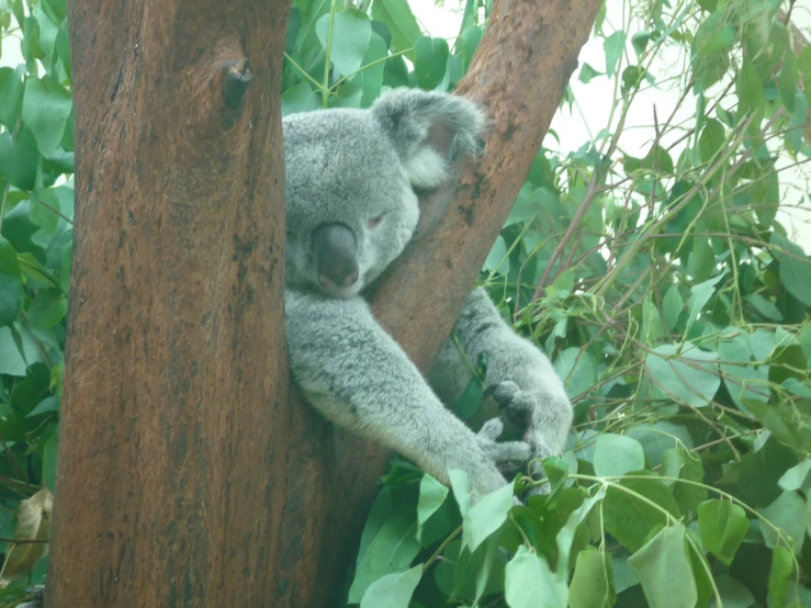 a koala is sleeping on a tree limb