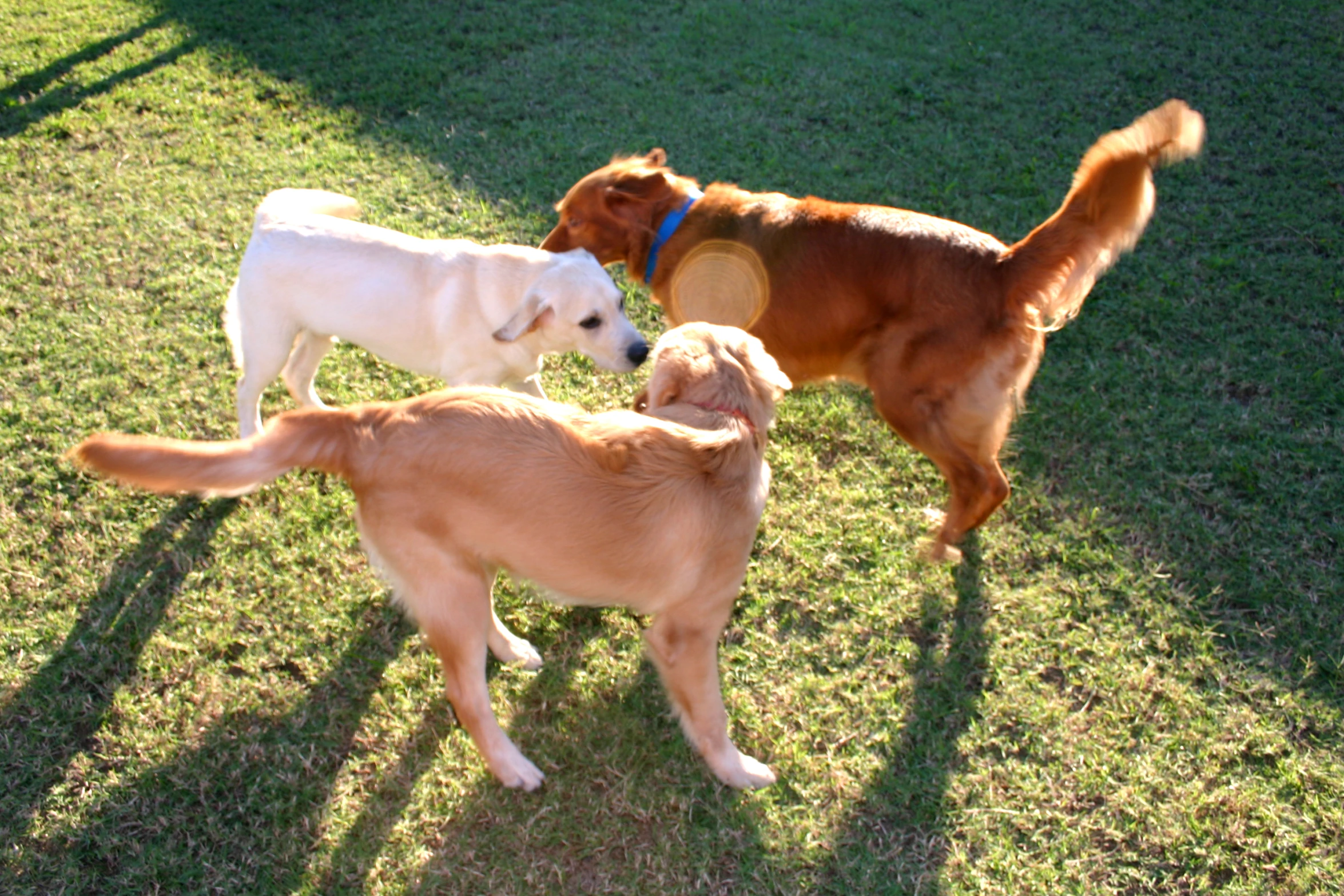 two brown and white dogs on grass playing frisbee