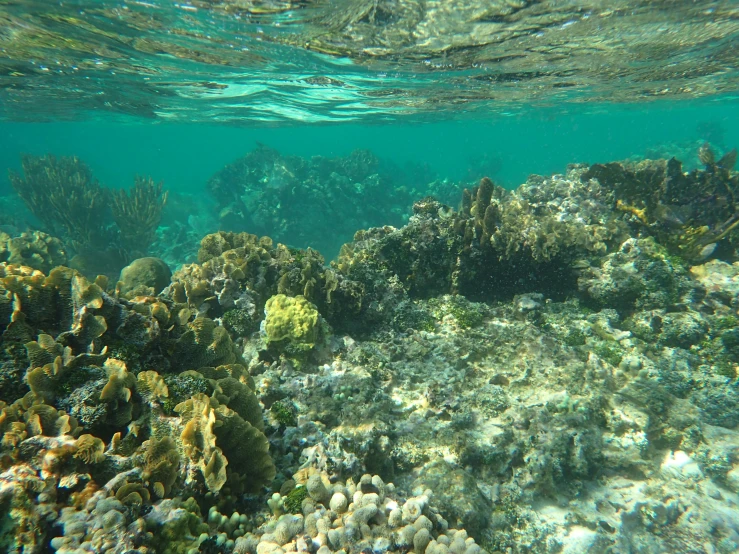 a very small group of corals with some water in the background