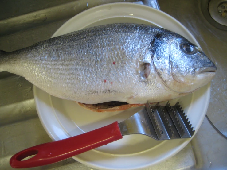 fish and a knife on a white plate on a kitchen counter