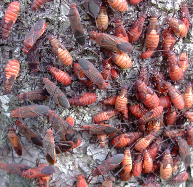 a large group of insect eating bugs on a rock