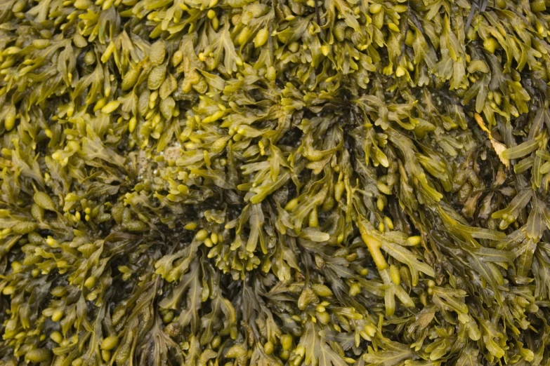 a background of some seaweed with lots of leaves