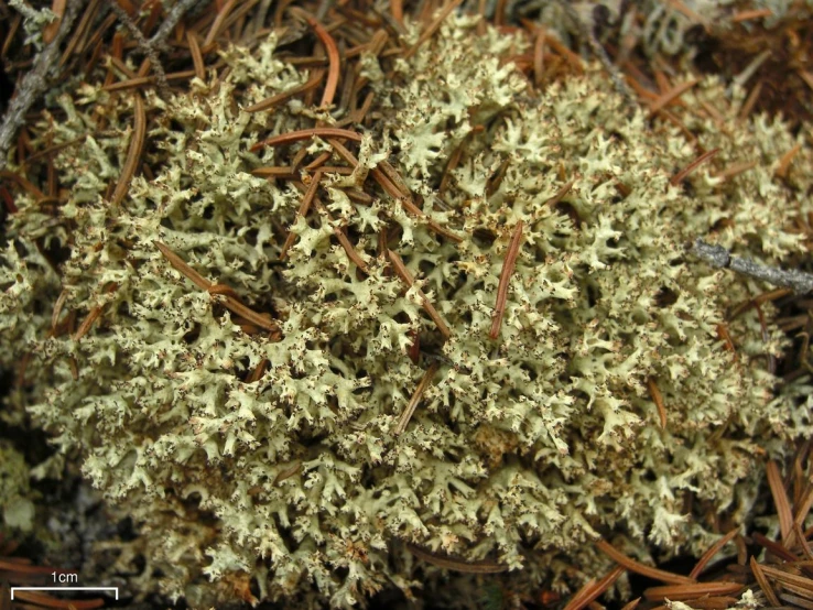 green and white moss is growing on the ground