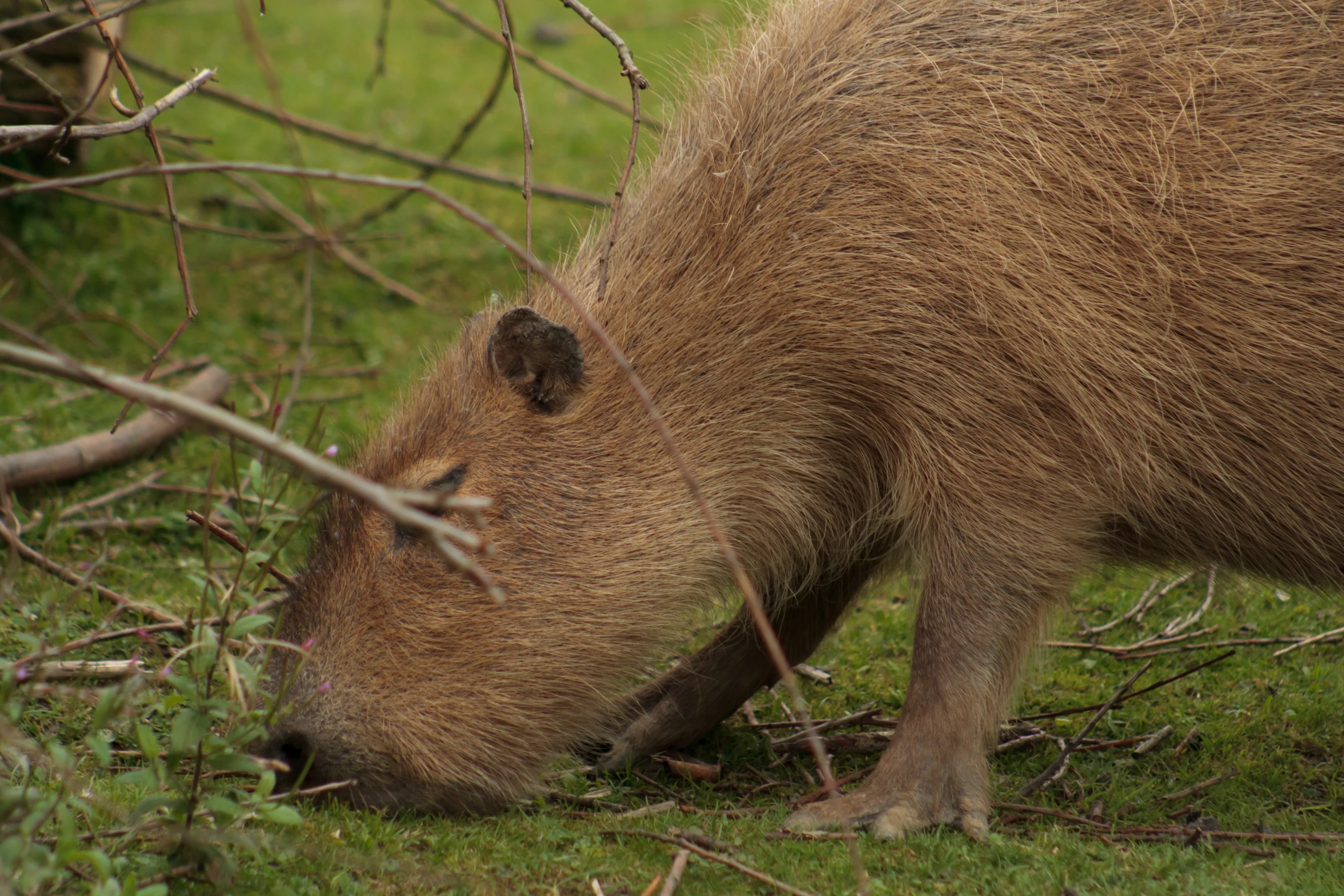 a large brown boar standing on top of grass