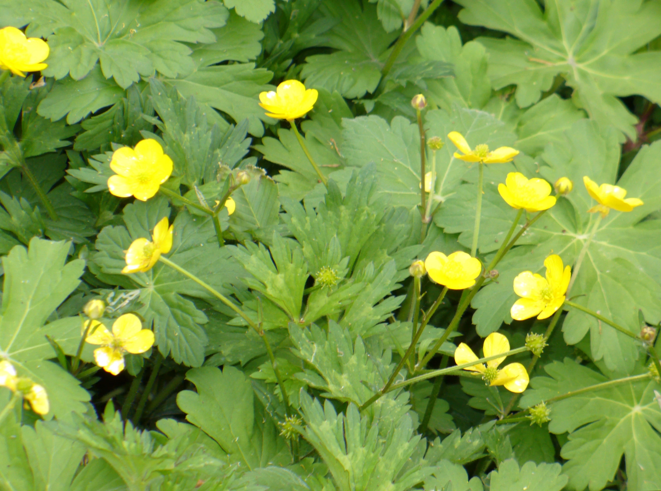 yellow flowers and green leaves in the garden