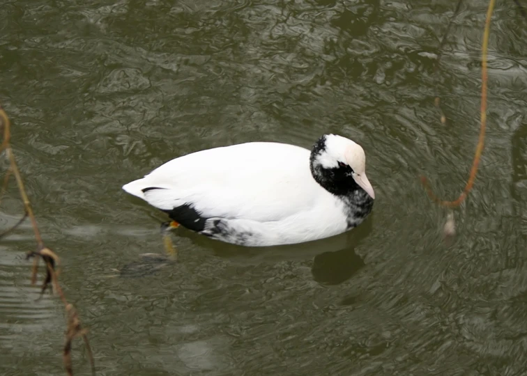 a white bird is swimming in some water