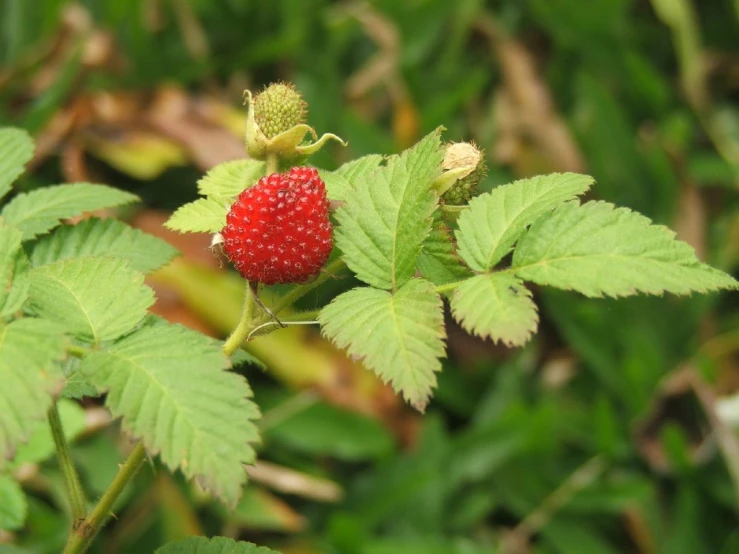 a small strawberry is sprouting on a leaf