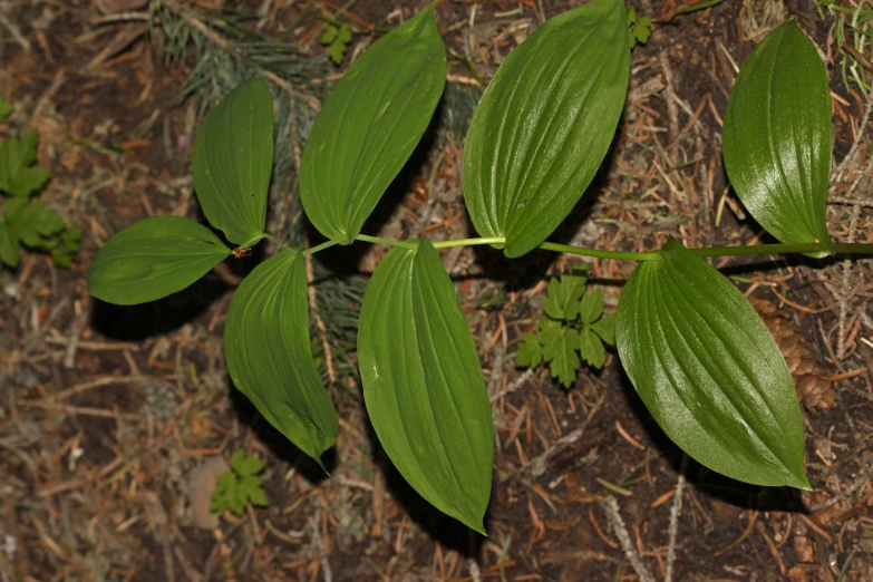 a bunch of leaves laying on the ground next to grass