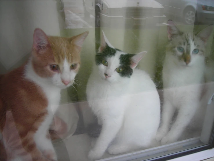 four white and orange cats sitting behind glass