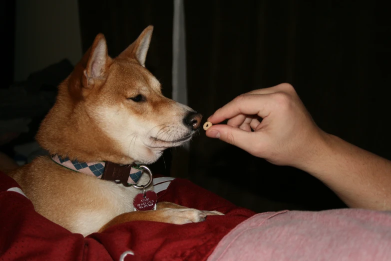 the small dog is being fed by the woman