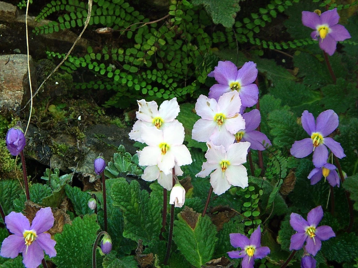 purple and white flowers blooming in a bed