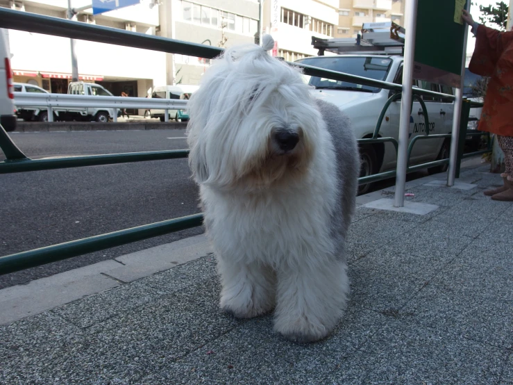 a close up of a dog near a gate