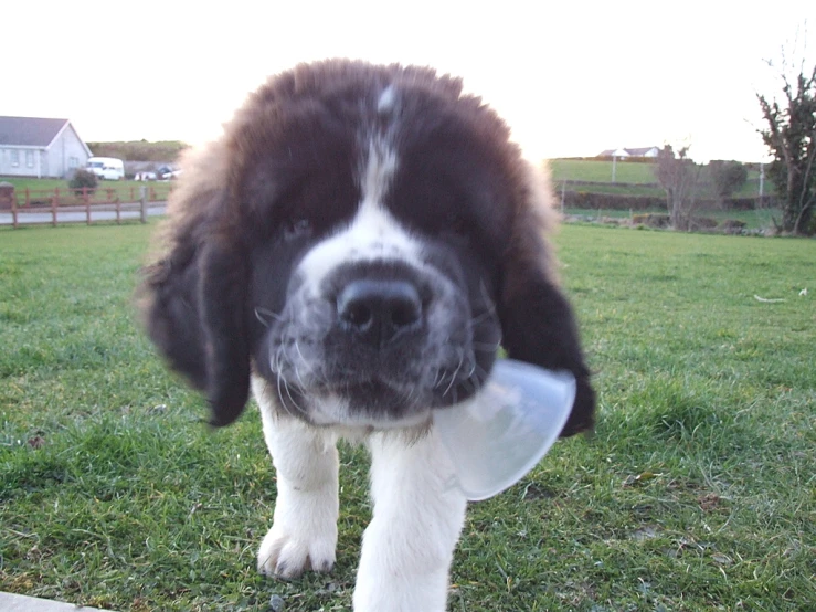 there is a black and white dog that has a frisbee in his mouth