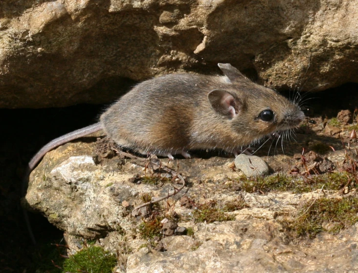 a small rat that is standing on some rocks