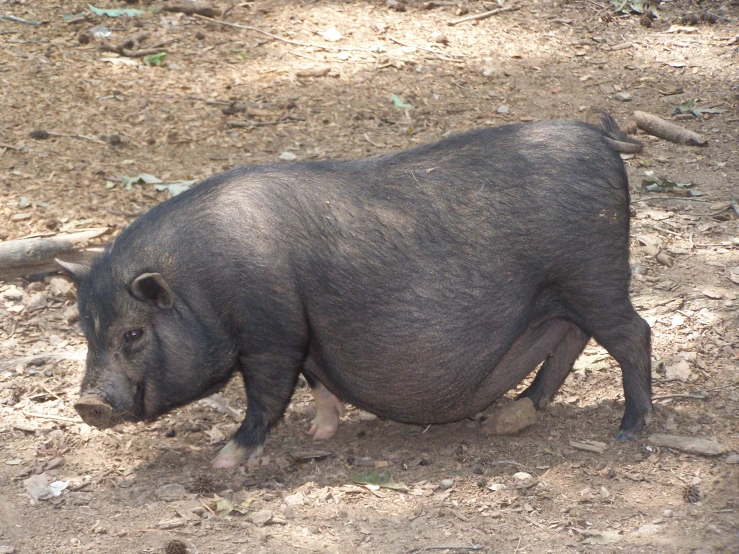 this is a pig in some dirt and rocks