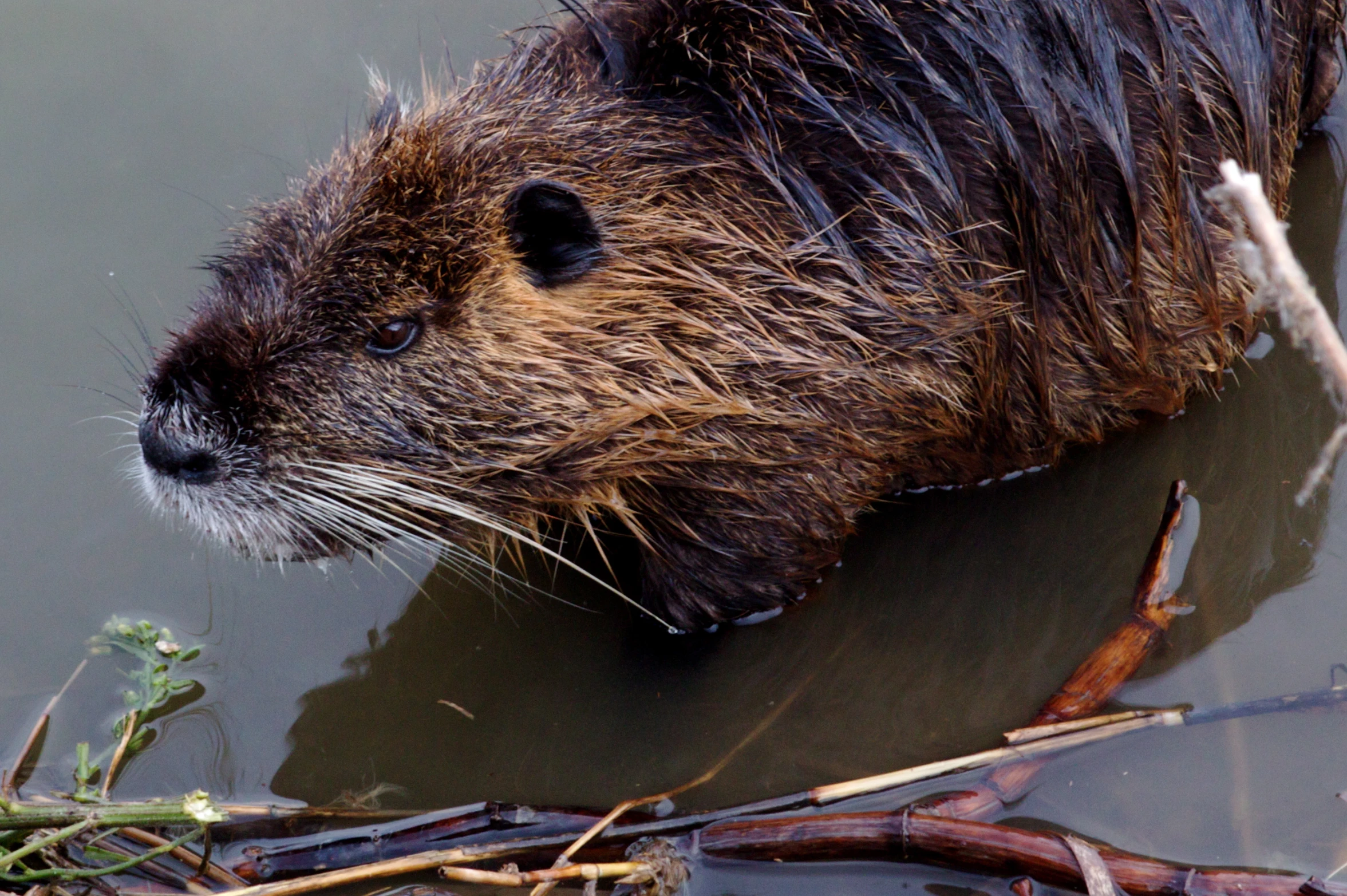 a brown animal in the water has his face submerged