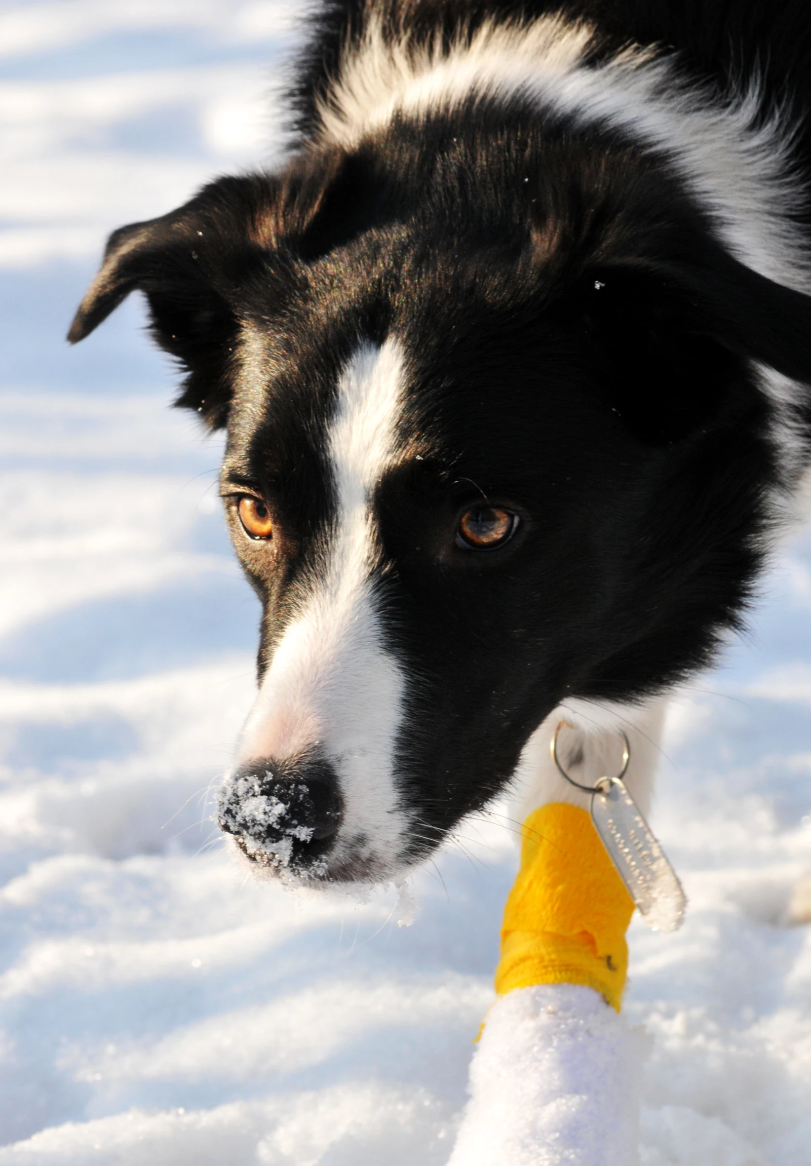 a close up of a dog in the snow