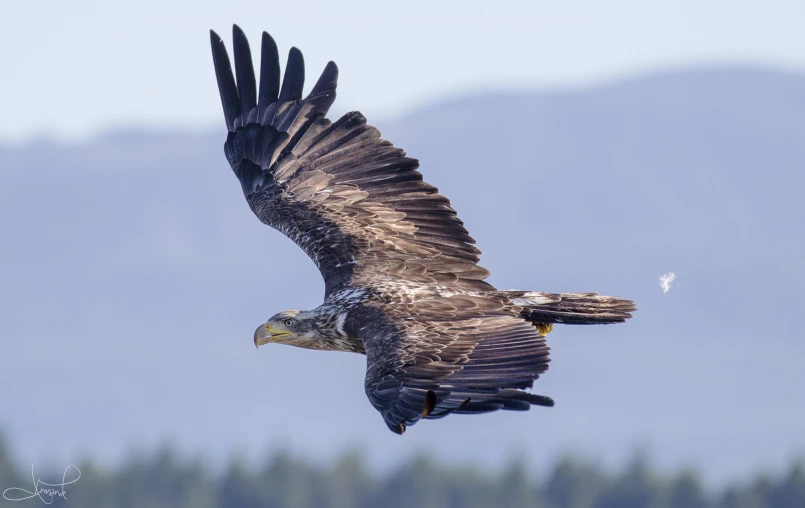 a very large beautiful bird flying in the air