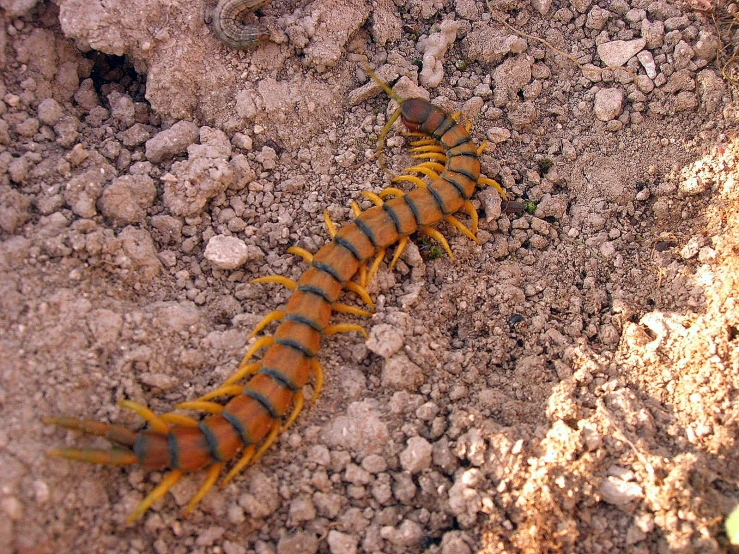 a yellow and black worm on a piece of dirt