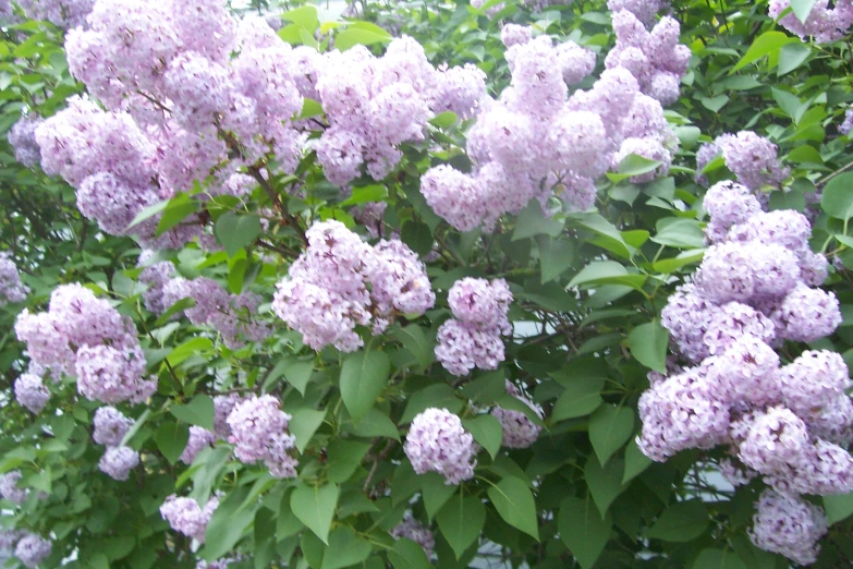 purple lilacs are blooming over the top of trees