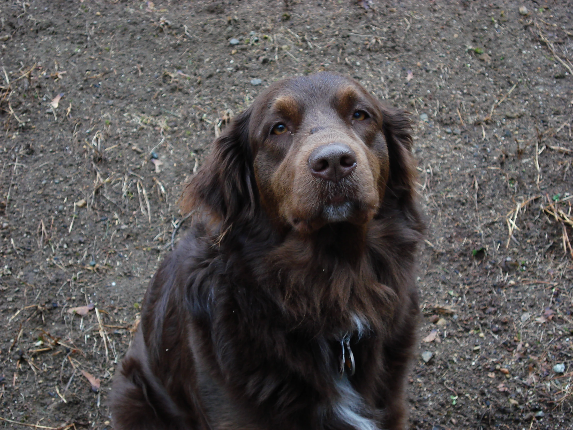 a close up of a dog with a leash on