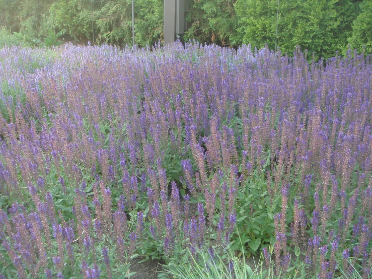 a lavender plant in a flowerbed beside the road