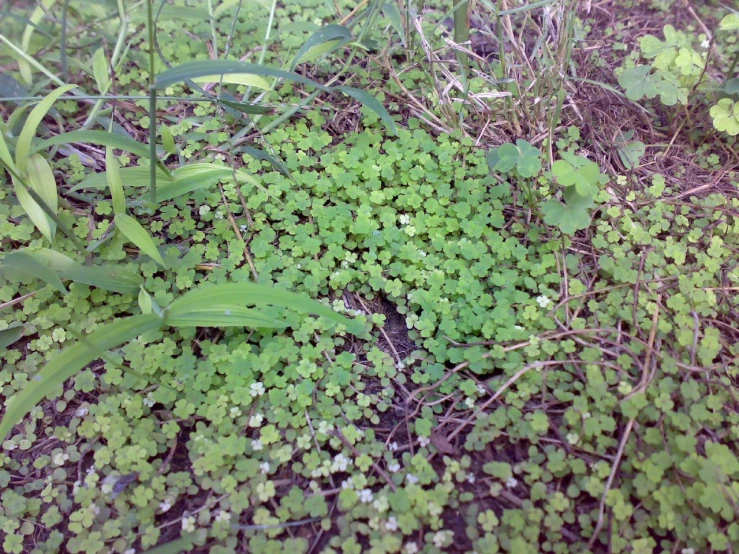 green plant life covers some soil in the woods