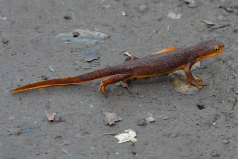 an orange and brown lizard on a road with little leaves