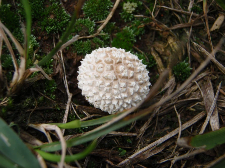 a white mushroom is sitting in the grass