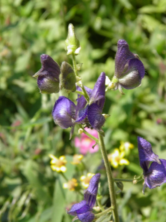 a single purple flower with lots of tiny white and yellow flowers