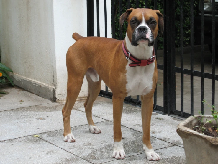 a small dog stands outside near the gate