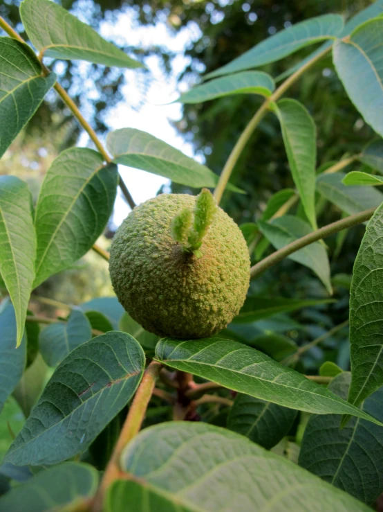 a green fruit growing in the middle of a tree