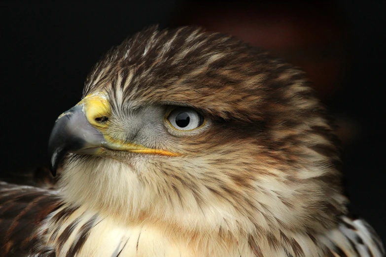 an image of a bird of prey staring in a dark background