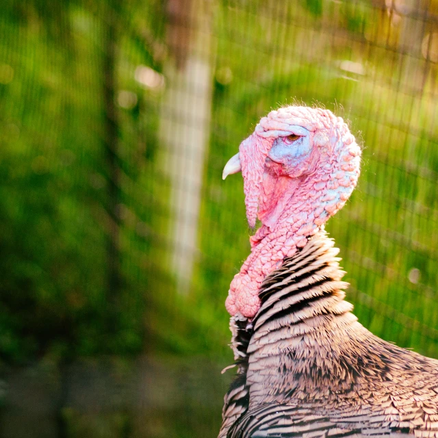 this is an image of a turkey in the day time