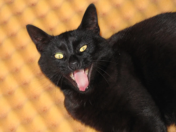 there is a black cat with its mouth open