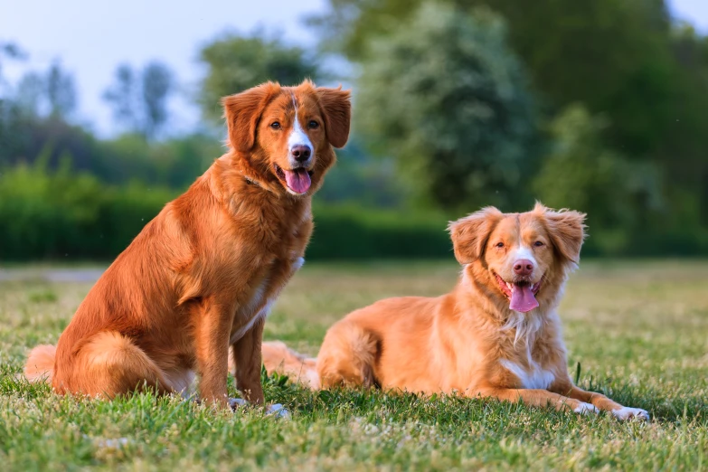 two dogs with happy expressions sitting in a field