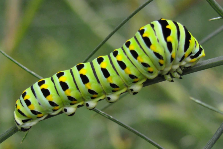 a caterpillar that is hanging on a plant