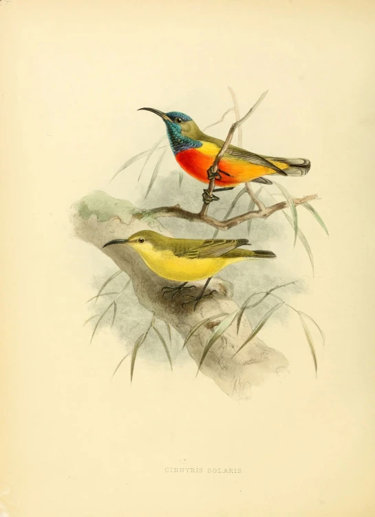 three different birds with bright red on their beaks