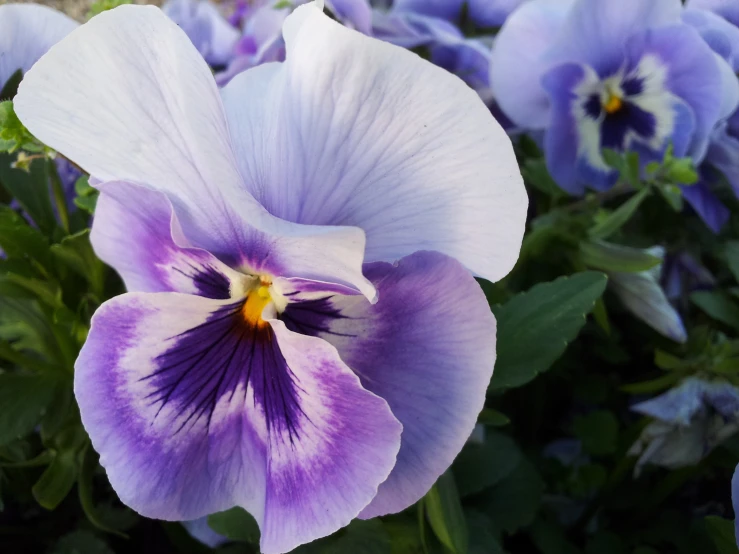 a purple and white flower that is in the grass